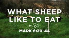 What Sheep Like to Eat