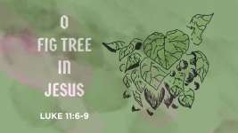 Fig Tree in Jesus